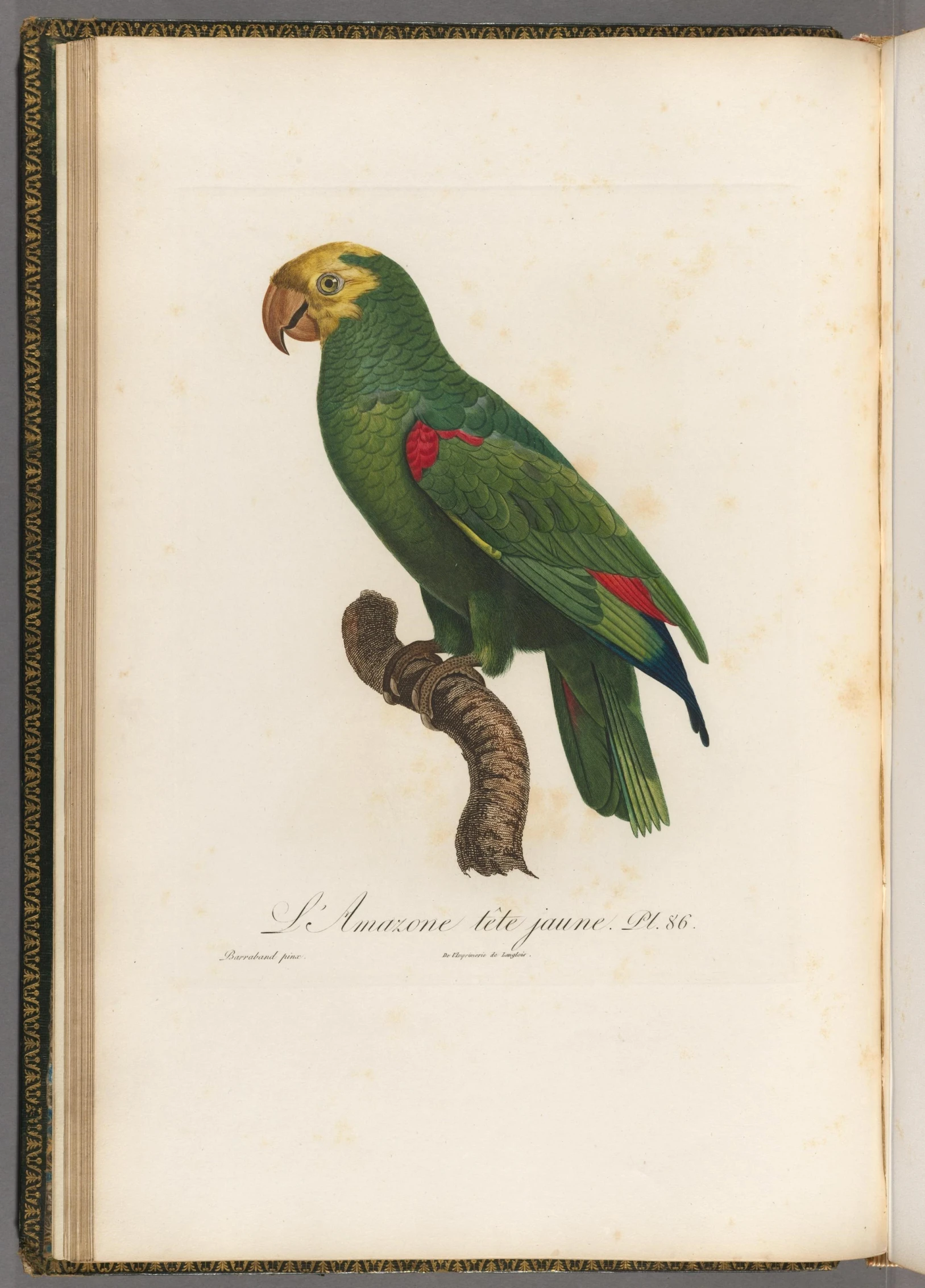 a parrot with green feathers is on a nch