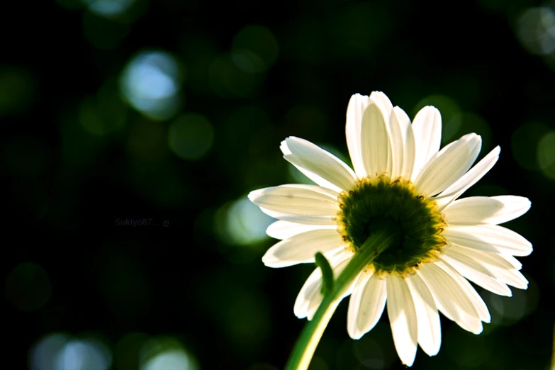 a white daisy flower is in full bloom with blurry background