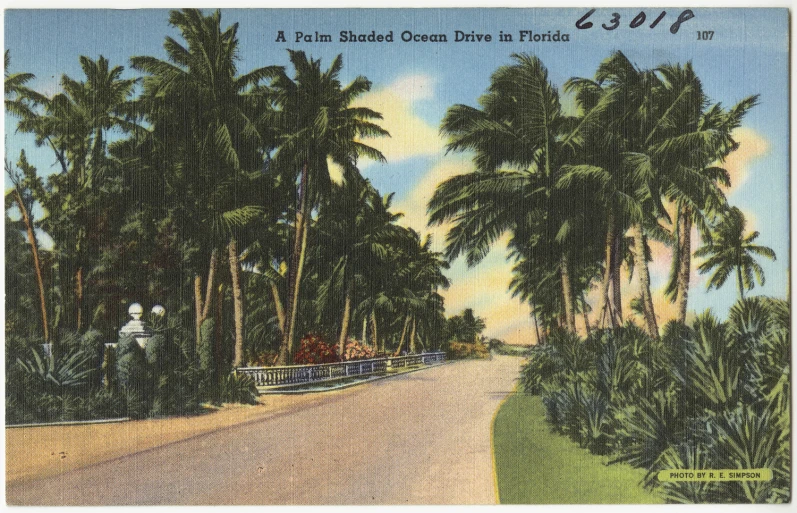 a postcard from the 1950's showing a roadway and palm trees