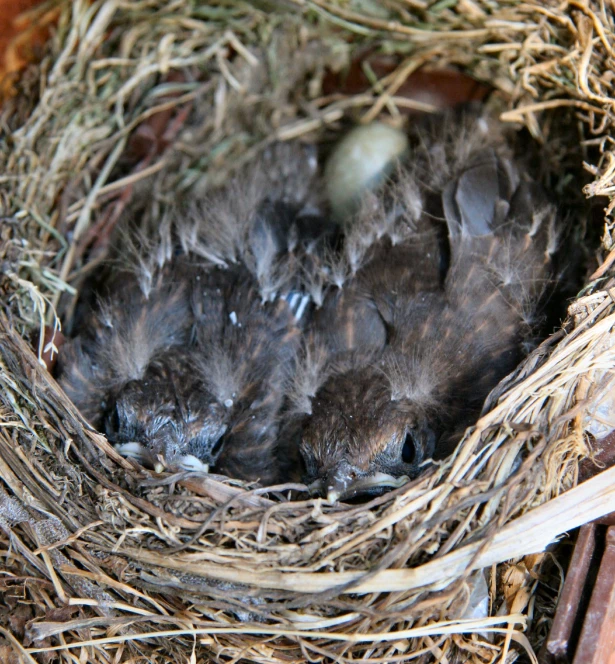 baby birds are sleeping in the nest of another bird