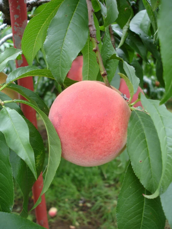 the fruit is growing in the tree, and ready for picking