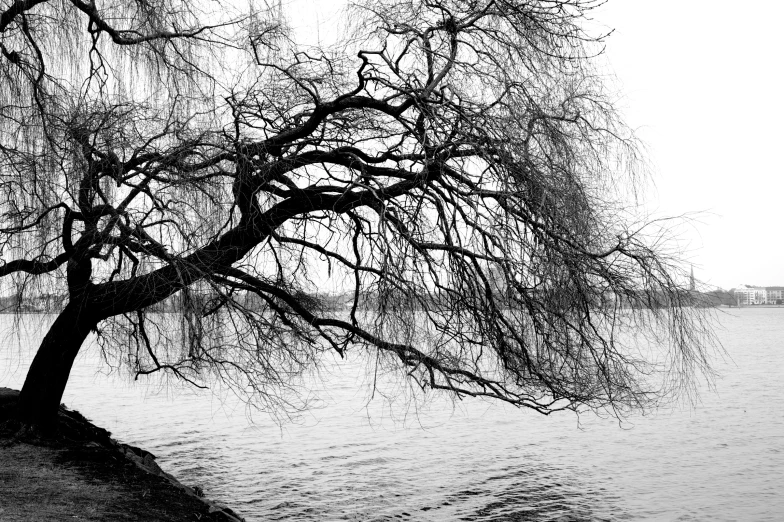 there is a tree in the snow and water