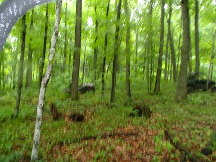 a painting shows trees, grass and some rocks