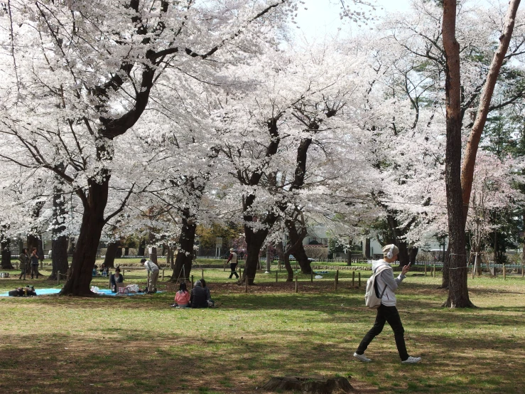 two people walk through the park with several blossoming trees