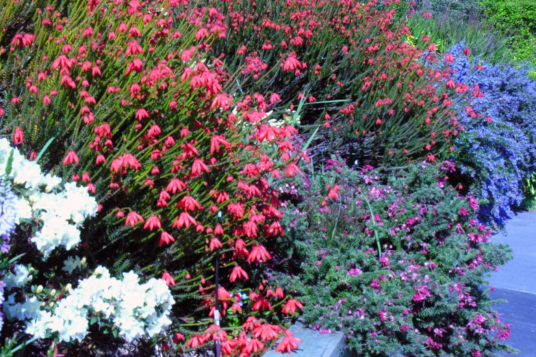 a garden area with different types of flowers and shrubs