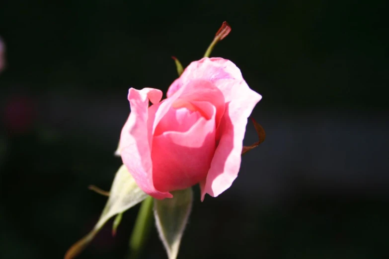an extremely tall pink rose with budding still on the stem