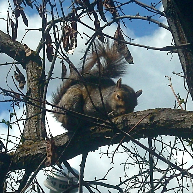 a squirrel is on the nch of a tree