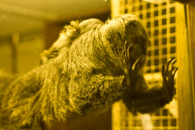 a stuffed animal is looking in a window