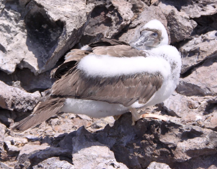 two white and gray birds are sitting on rocks