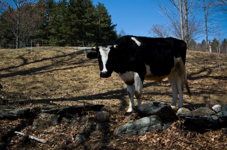 a black and white cow on a grass hill