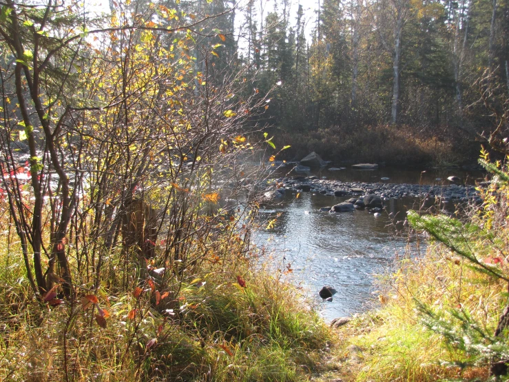 trees with autumn foliage and flowing stream