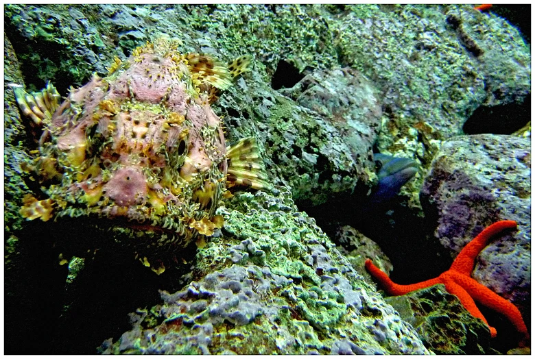 a reef with some coral and a starfish