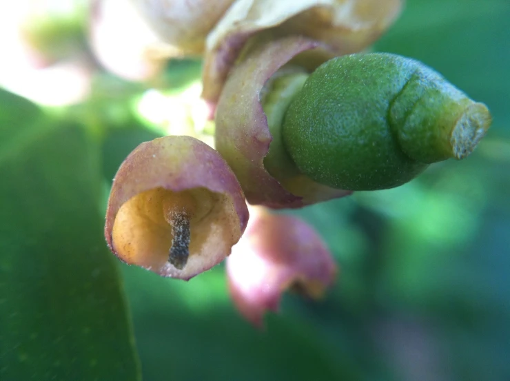 the buds on a nch have opened to reveal yellow flowers