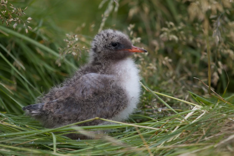 a small bird standing in a field of grass