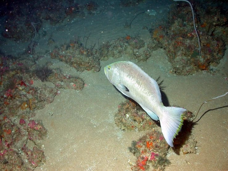 a fish is shown on the sand by rocks