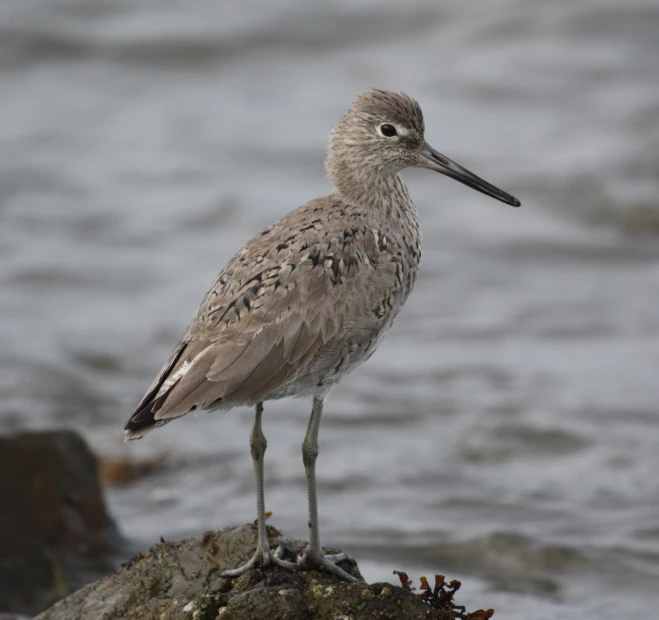 a bird is standing on the rock by the ocean