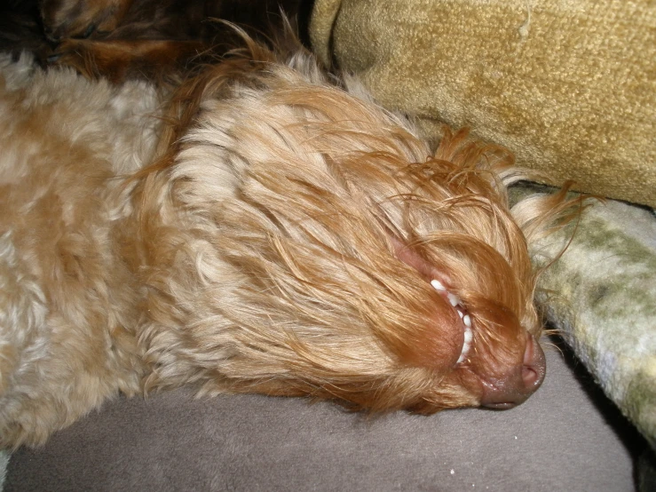 a furry dog laying down on a couch