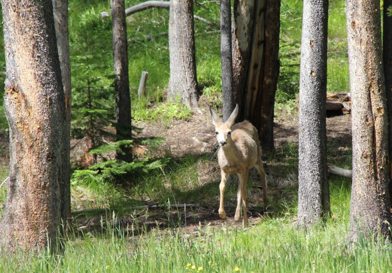 deer looking back in the woods near some trees