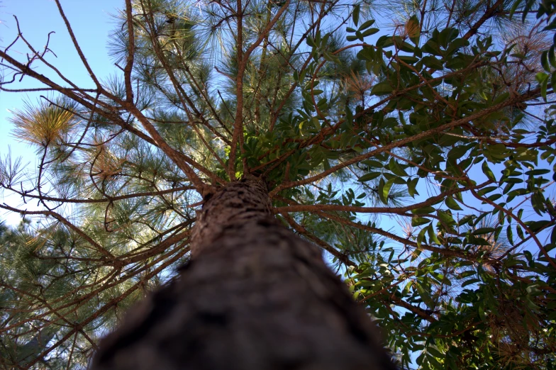 top of a tree with green leaves and sky in the background