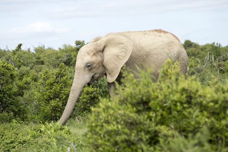 a close up of an elephant in some trees