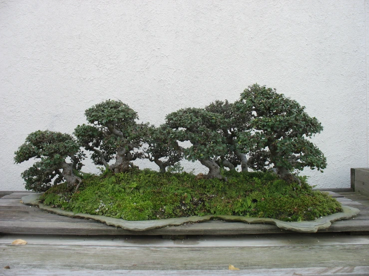 bonsai tree display in front of wall in urban setting