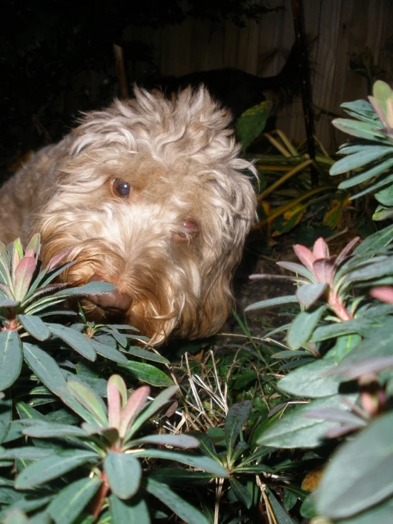 a little dog standing between a bush and a leafy area