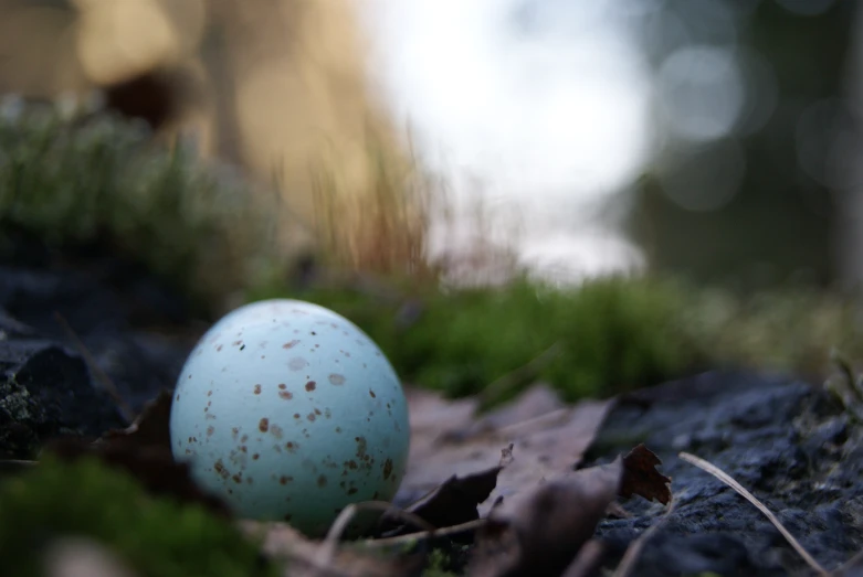 an image of a bird egg on the ground