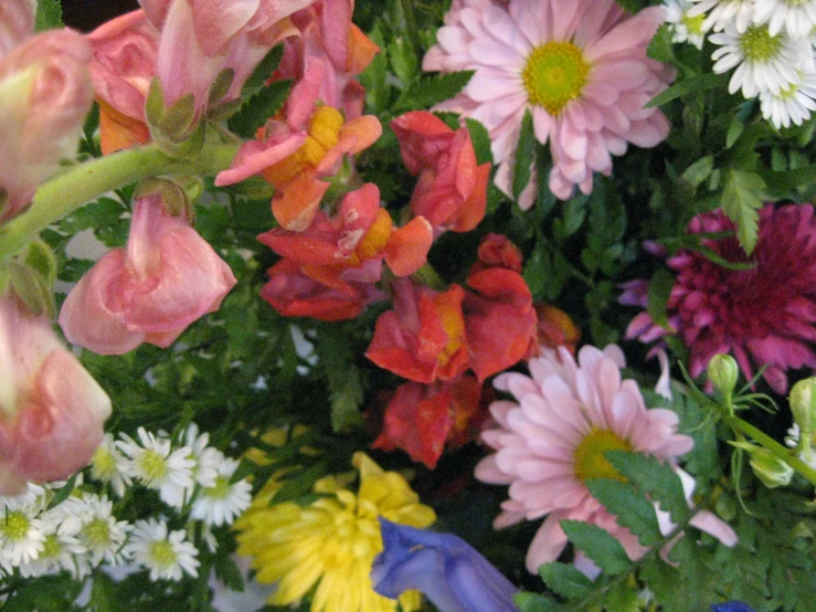 many flowers are in the foreground with one blooming