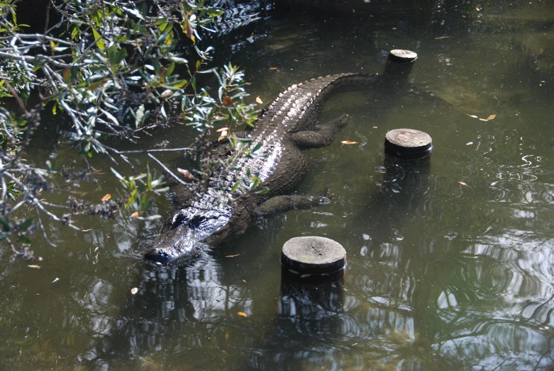 a big crocodile that is floating in the water