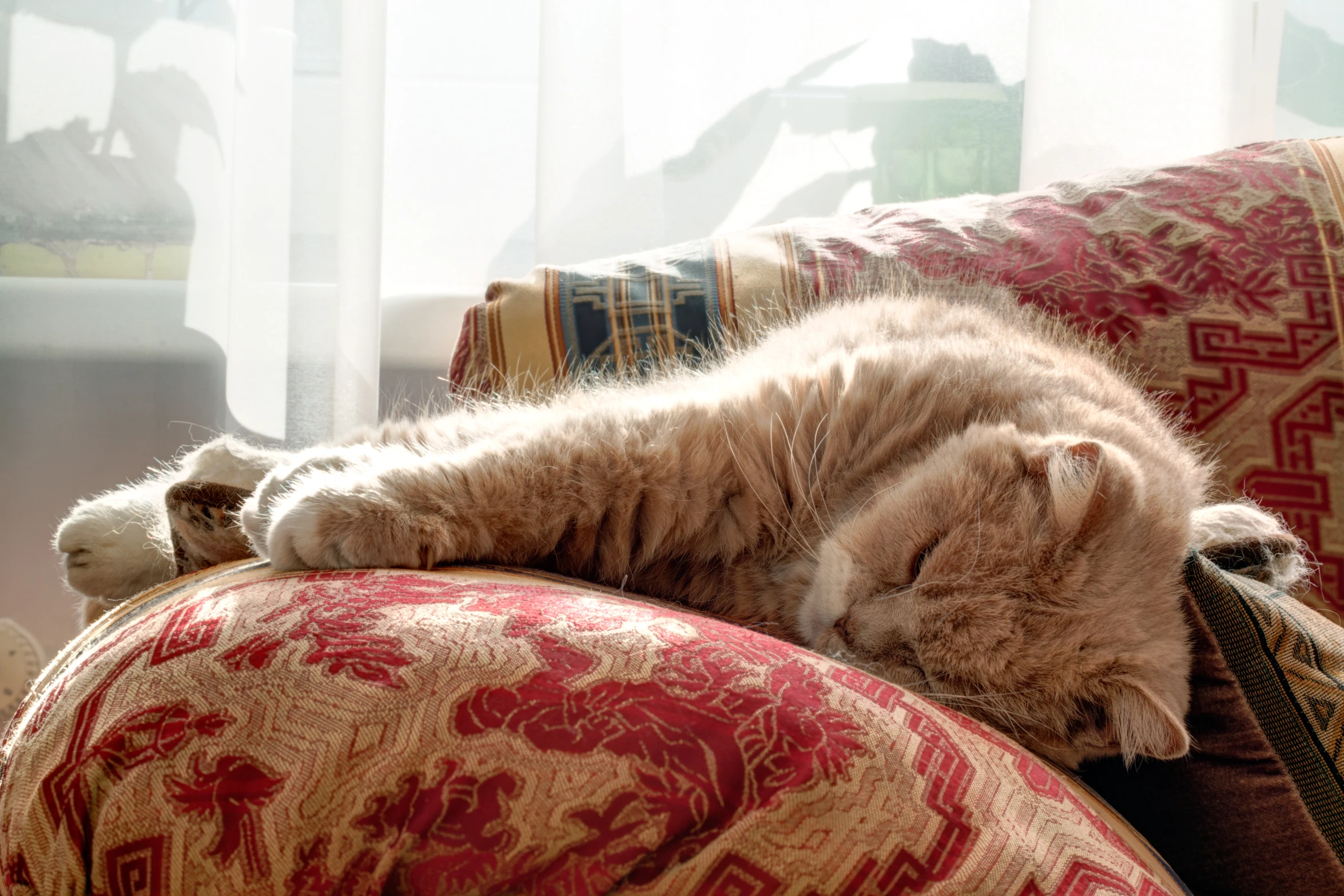 cat laying on top of an ornate patterned chair