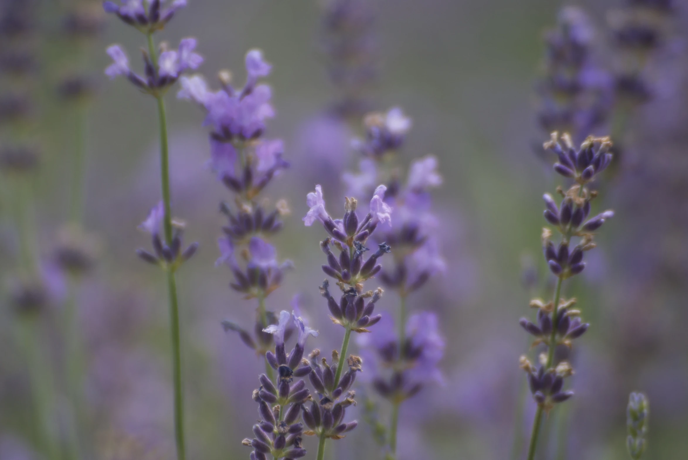 several different colored flowers that are blooming together