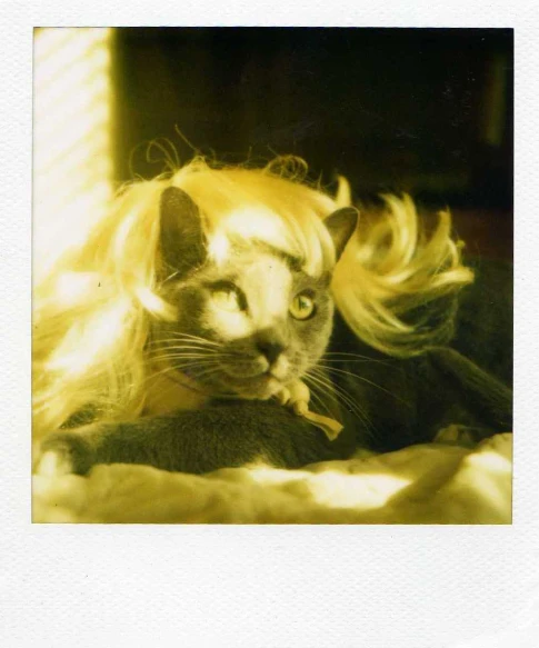 a black and white cat with blonde hair lying on a bed