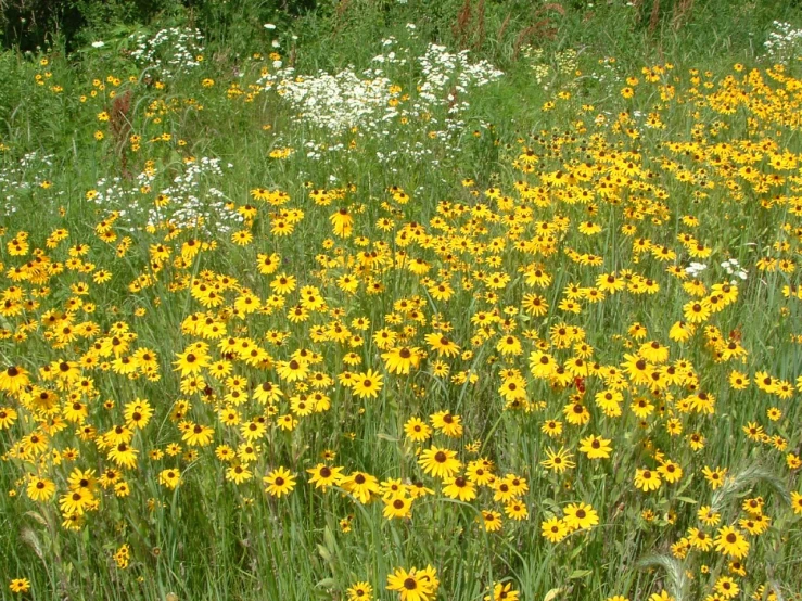 a field with yellow and white flowers growing on it