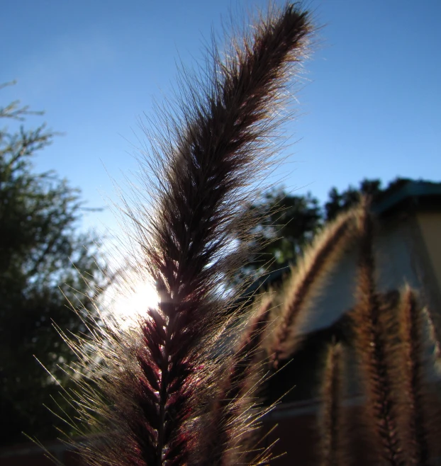 tall grass in the foreground and some trees