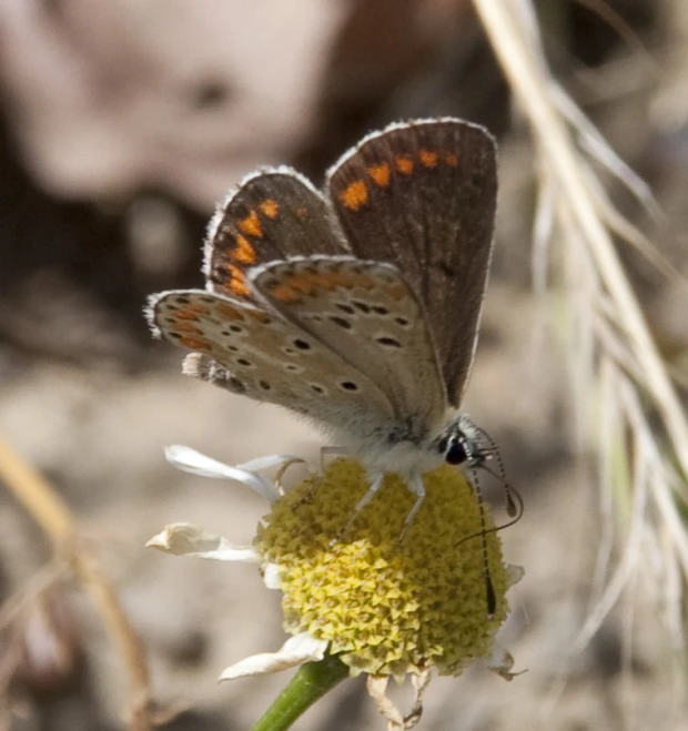 the erfly is perched on the flower in the field