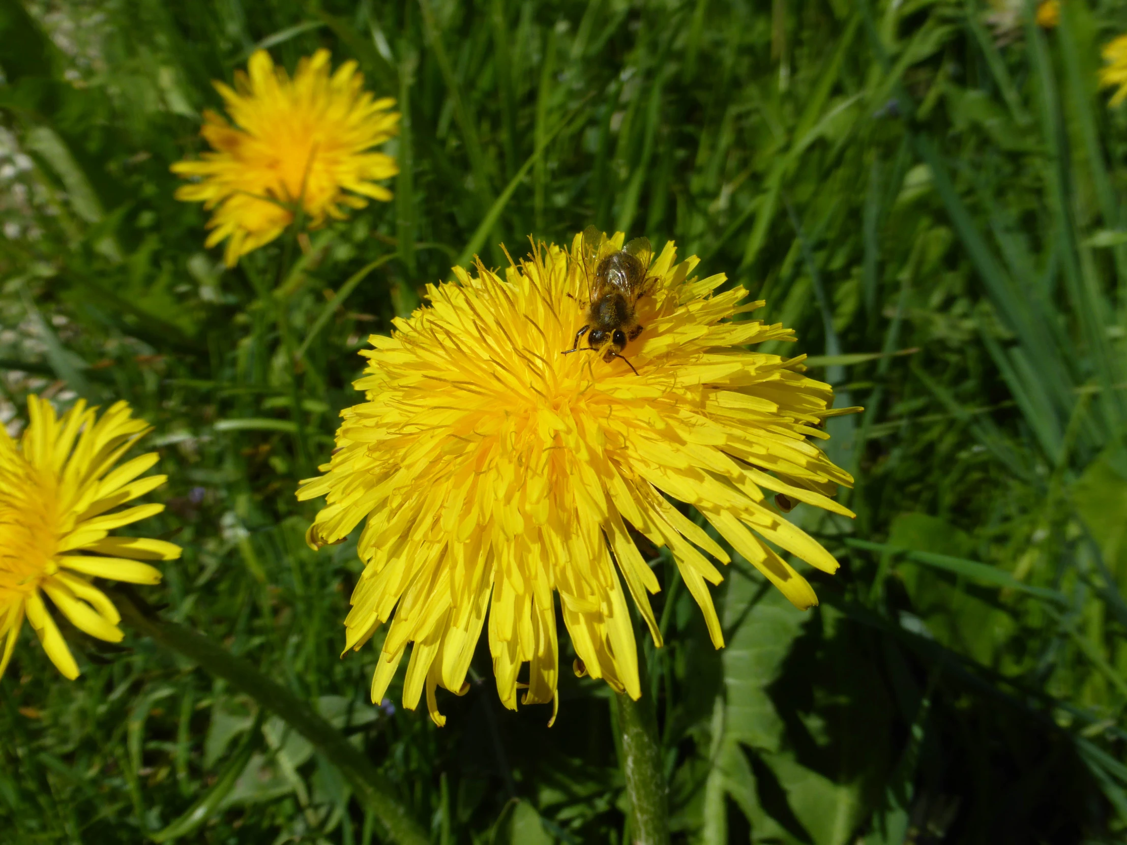 bee collecting nectar from dandelion in grassy area