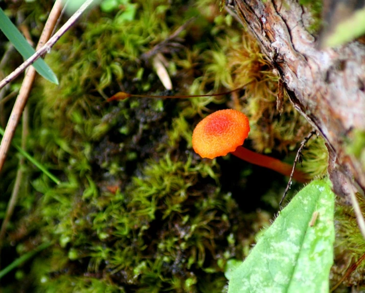 a small orange object is sitting on some green foliage