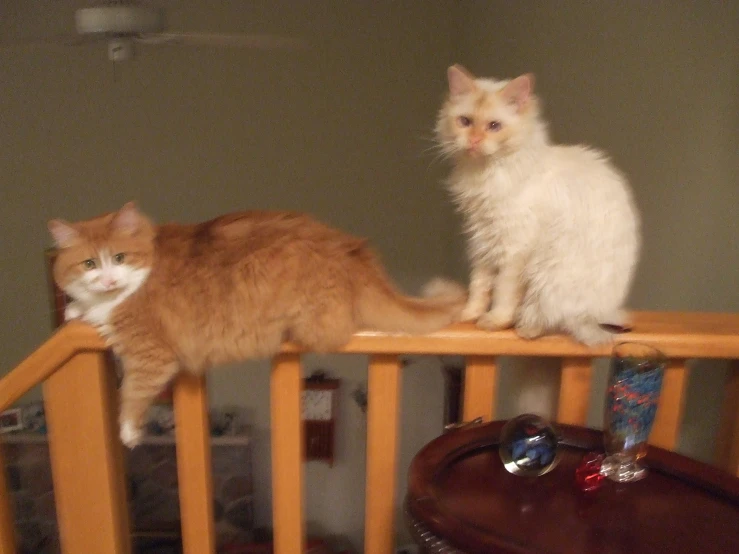 the two cats are on top of the railing