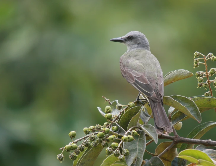 a gray bird is perched on a nch