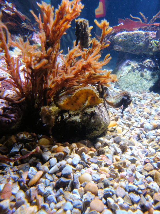 a couple of sea creatures that are sitting in the water