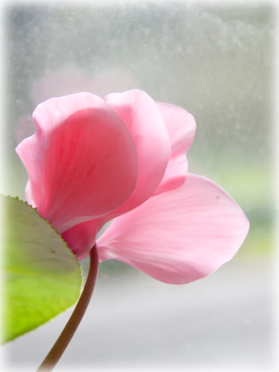 the flower is in focus and on a rainy day