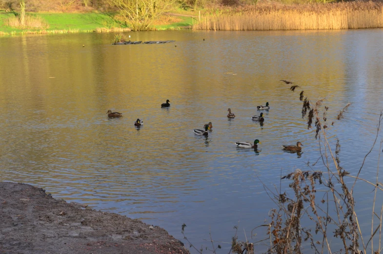 the birds are swimming in the pond, with one looking for food