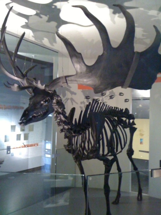 a large animal skeleton is in the glass case