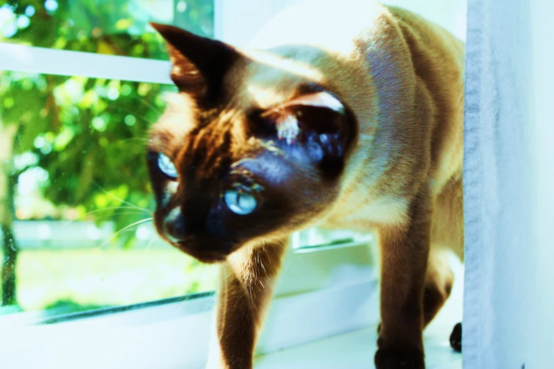 a siamese cat is looking out of the window