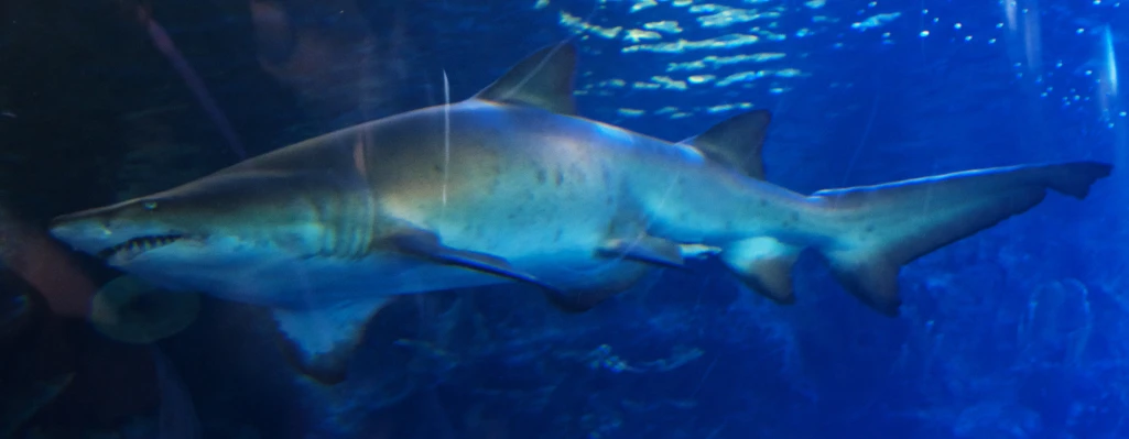 this shark is under water in an aquarium