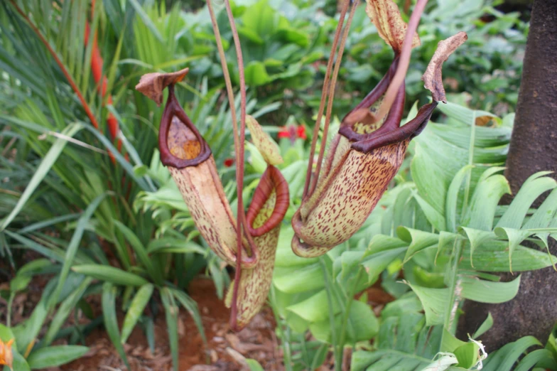 a close up image of two flowers near each other