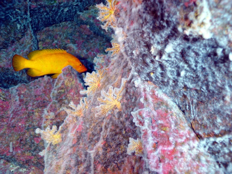 an orange and yellow fish sitting on the seaweed