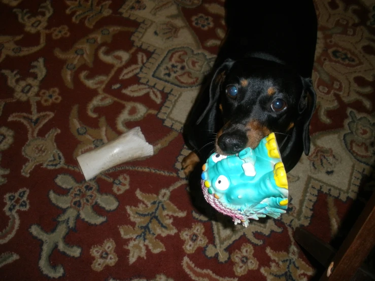 a small black dog chewing on a toy with a fish design