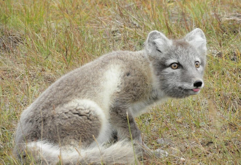 a baby gray wolf is sitting in the grass