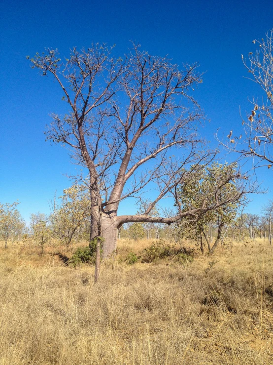 the brown landscape is filled with trees, grasses and weeds